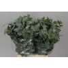 Cinerea Short