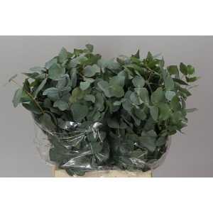 Cinerea Short