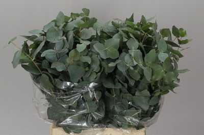 Cinerea Short