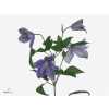 Clematis Amazing Geneva