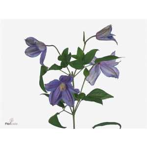Clematis Amazing Geneva