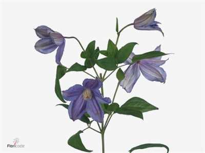 Clematis Amazing Geneva