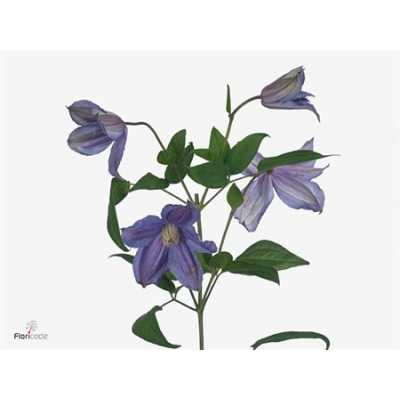 Clematis Amazing Geneva
