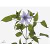 Clematis Amazing Havana Lila
