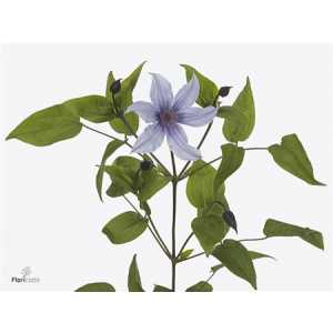 Clematis Amazing Havana Lila