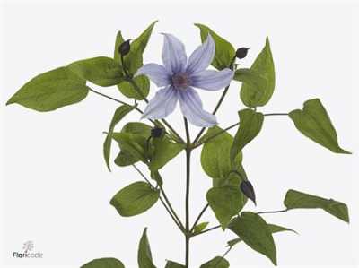 Clematis Amazing Havana Lila