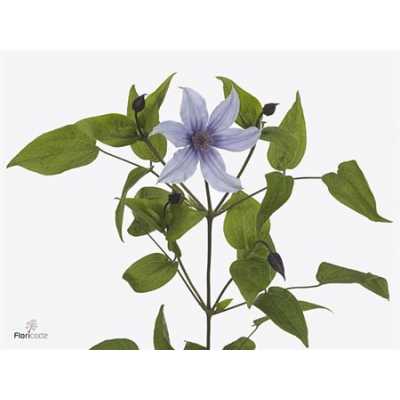 Clematis Amazing Havana Lila