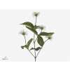 Clematis Amazing Kibo (seed)