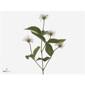 Clematis Amazing Kibo (seed)