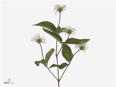 Clematis Amazing Kibo (seed)
