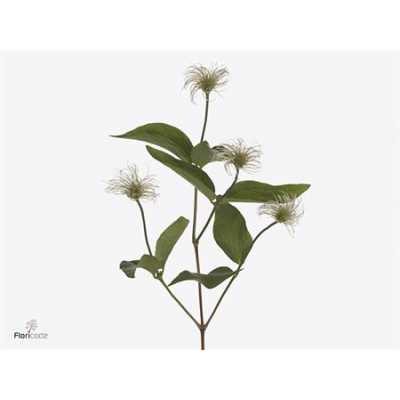 Clematis Amazing Kibo (seed)