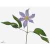 Clematis Amazing London