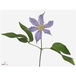Clematis Amazing London