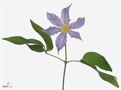 Clematis Amazing London