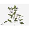 Clematis Amazing Miami