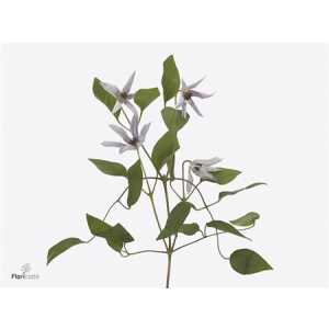 Clematis Amazing Miami