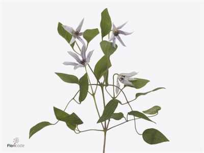 Clematis Amazing Miami