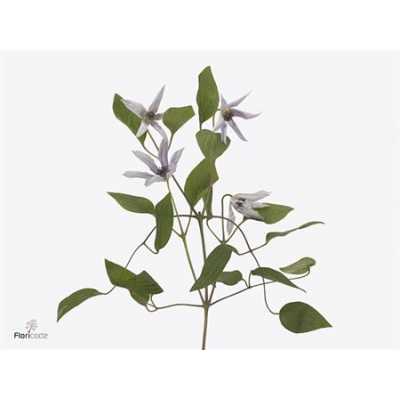 Clematis Amazing Miami