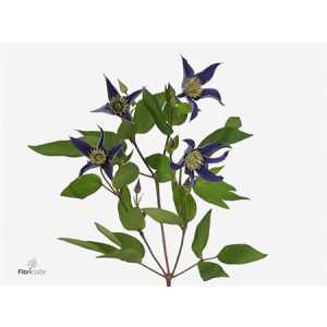 Clematis Amazing Oslo