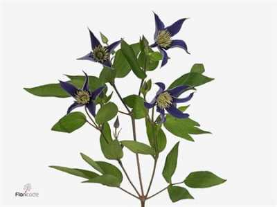 Clematis Amazing Oslo