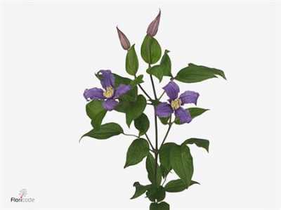Clematis Amazing Rome