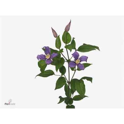 Clematis Amazing Rome