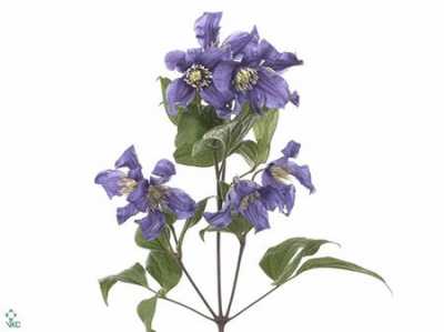 Clematis Blue Pirouette