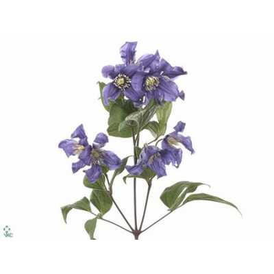 Clematis Blue Pirouette