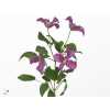 Clematis Inspiration
