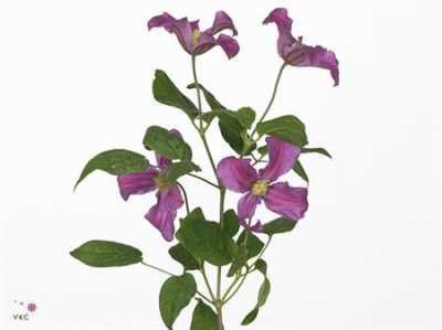 Clematis Inspiration
