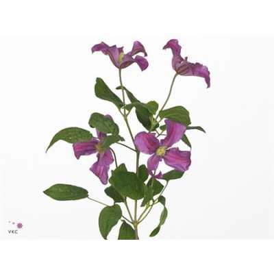 Clematis Inspiration