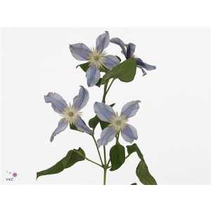 Clematis Star River
