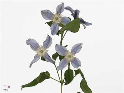 Clematis Star River