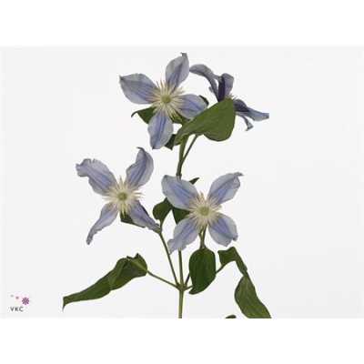 Clematis Star River