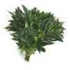 Cocculus