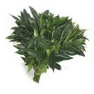 Cocculus