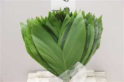 Cocos Medium