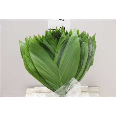 Cocos Medium