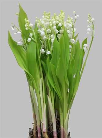 Convellaria Lelie Der Dalen X10