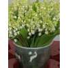 Convellaria Lelie Der Dalen X100 Aqua!!!