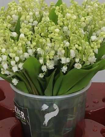 Convellaria Lelie Der Dalen X100 Aqua!!!