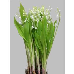 Convellaria Lelie Der Dalen X25