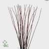 Cornus Al Sibirica