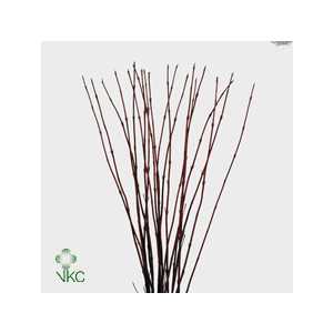 Cornus Al Sibirica