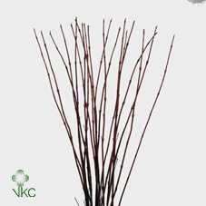 Cornus Al Sibirica