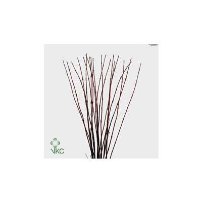 Cornus Al Sibirica