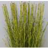 Cornus St Flaviramea