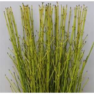 Cornus St Flaviramea