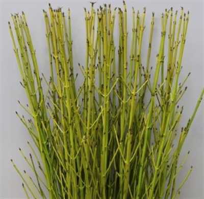 Cornus St Flaviramea