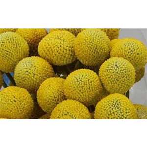 Craspedia Big Yellow